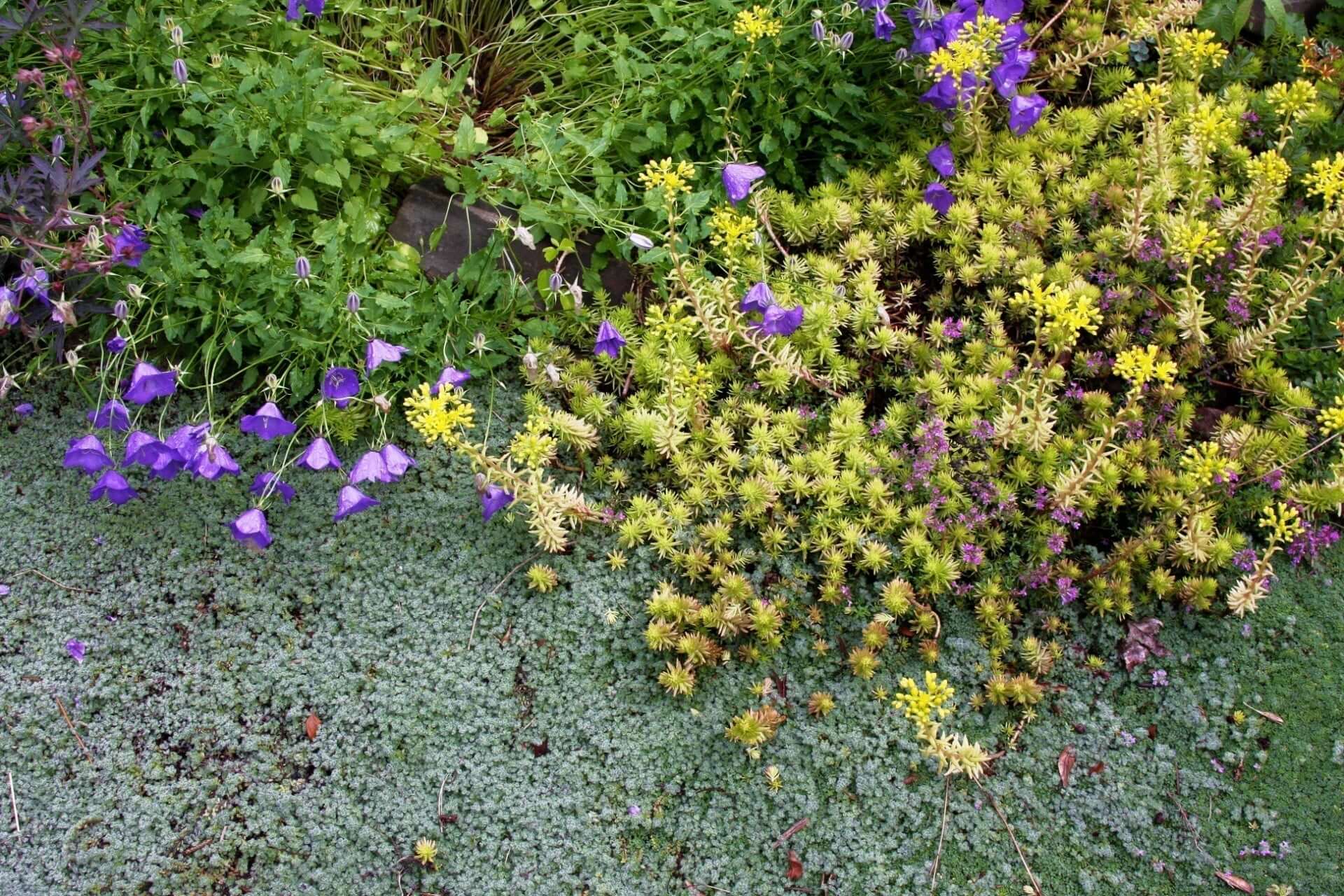 Lush garden bed of purple bell flowers and yellow-green succulents in hardiness zone