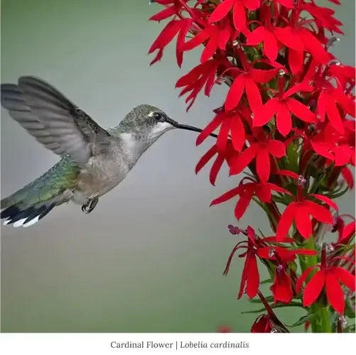 Hummingbird hovers at vibrant red cardinal flowers, top pollinator plant
