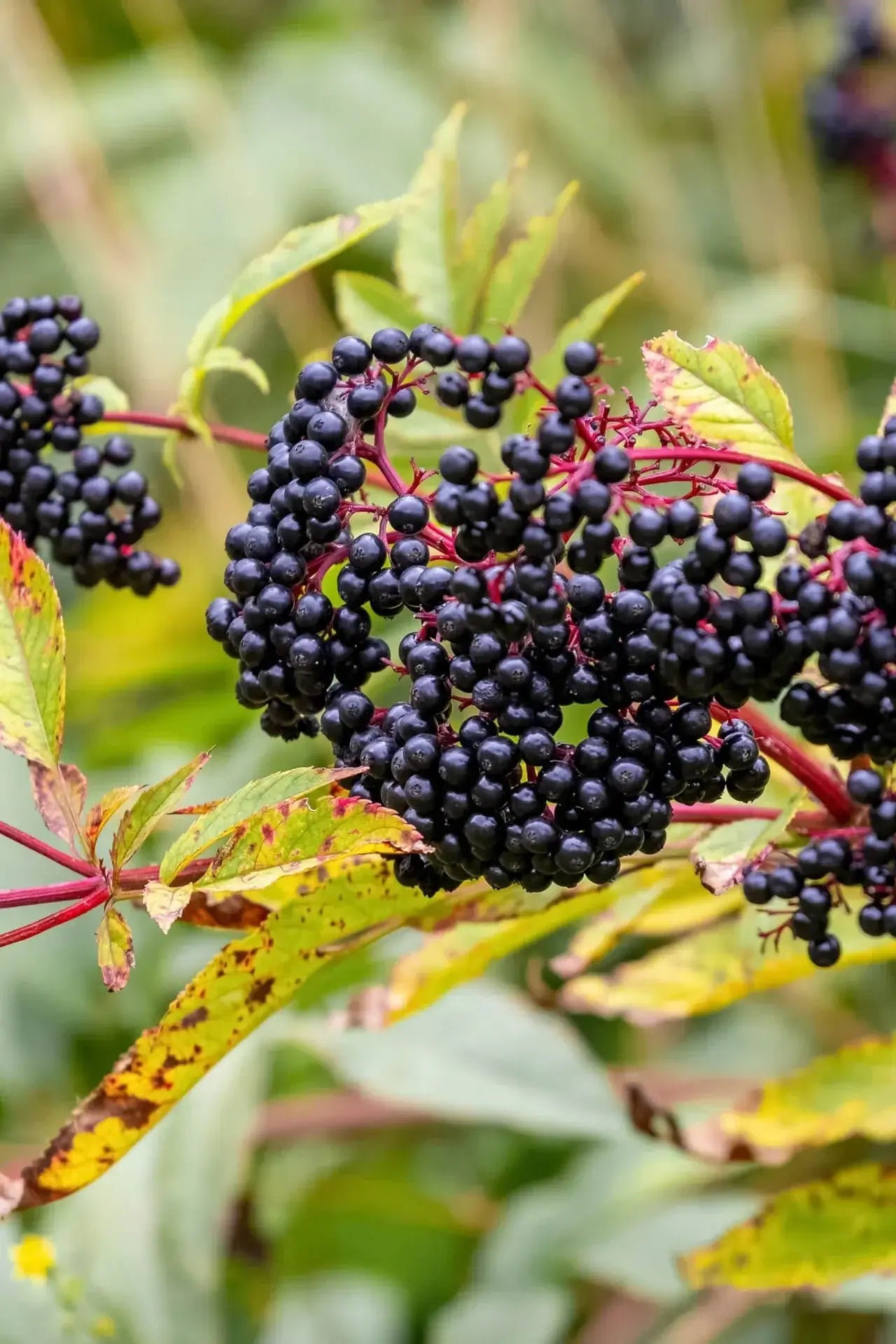 Clusters of glossy black elderberries on reddish stems among green leaves for big plants