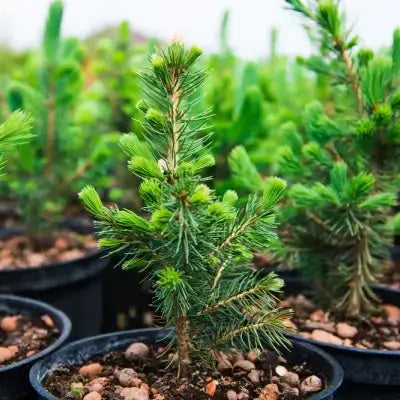 Spruce Pine Seedlings: Characteristics and Care Tips  TN Nursery