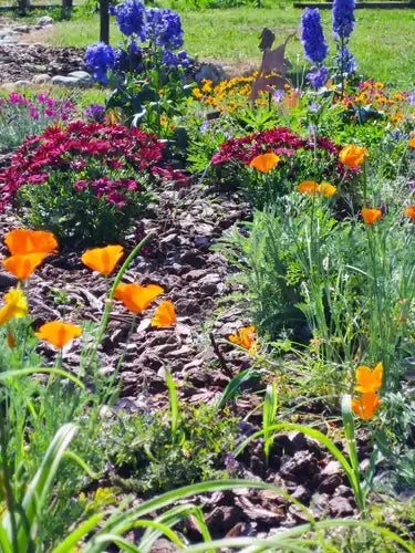 Vibrant garden with orange poppies, purple delphiniums, red mums near redbud tree