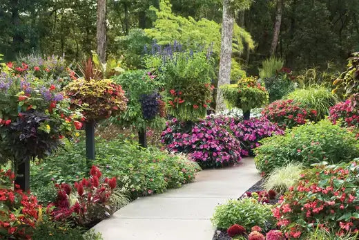 Elaborate eye-catching garden path with lush purple red green gold flowers