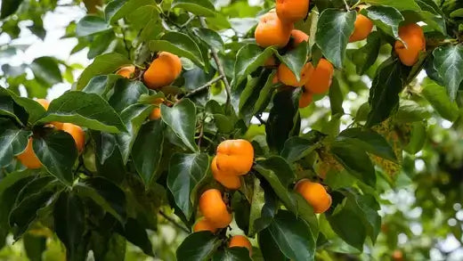 Ripe orange persimmons clustering on lush green tree for cultivation