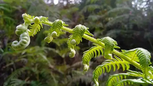 Vibrant young brake fern frond unfurling with delicate green leaves