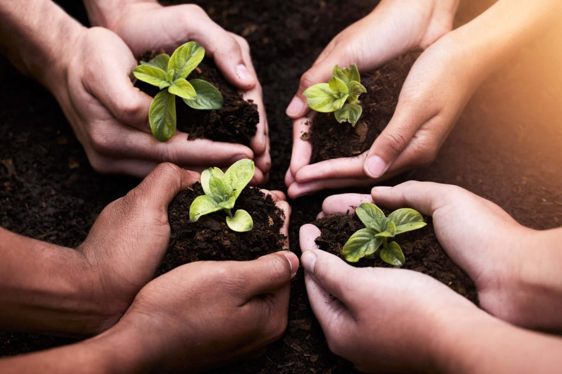 Four hands cradle young green seedlings in dark soil for community gardening unity