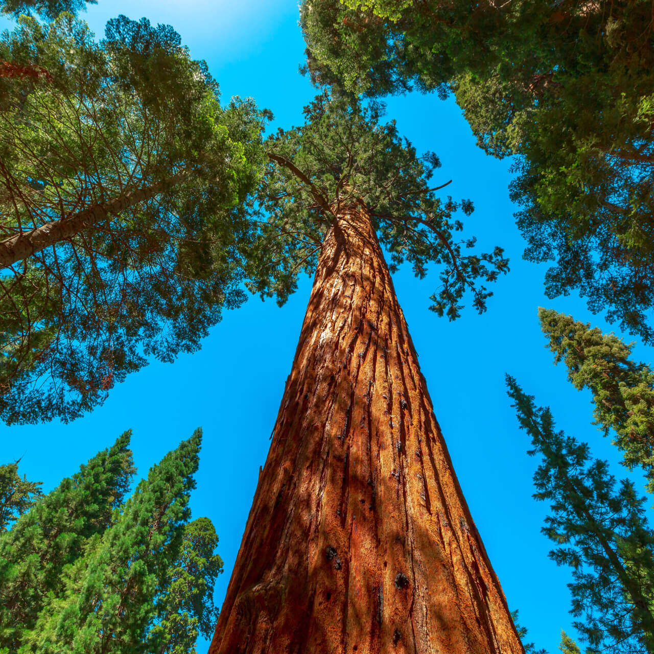 Towering redwood tree in tree nursery with rugged bark and green foliage