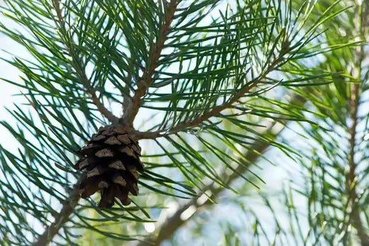 Loblolly pine cone with textured surface hanging from branch amid green needles