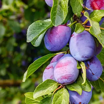 Ripe purple plums with pink hints on fruiting tree branch amid green leaves