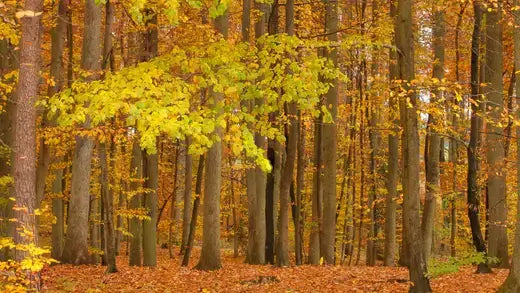 Dense golden-yellow autumn forest like native Pin Oak trees