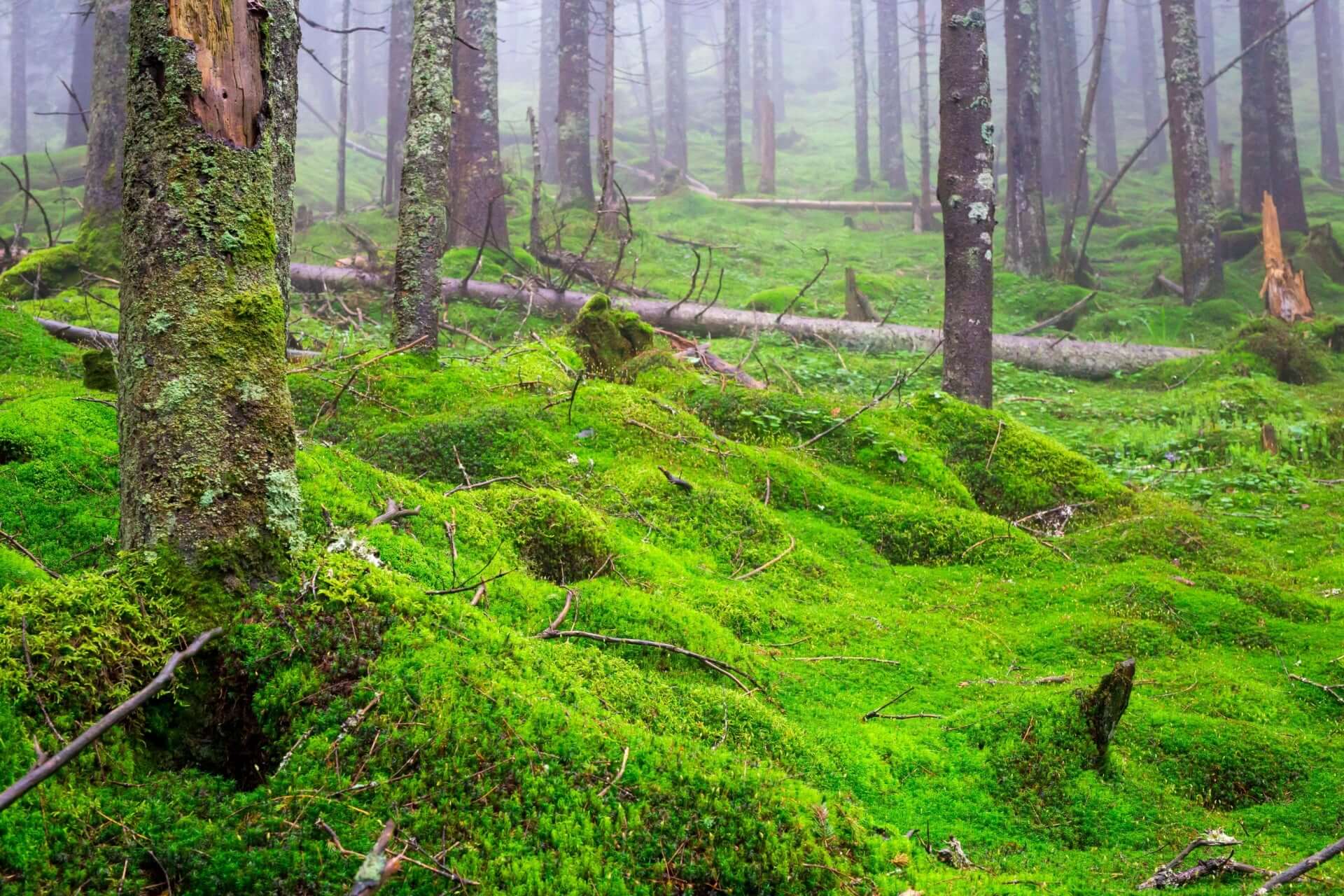 Lush carpet moss blankets vibrant green forest floor and tree trunks