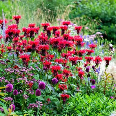 Vibrant deep red and purple bee balm blooming in spring garden bed