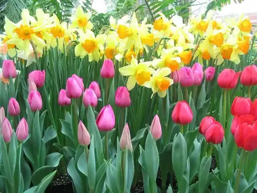Vibrant garden bed of pink red tulips and yellow daffodils in bloom
