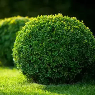 Lush spherical green hedge bush ideal for dry weather gardens