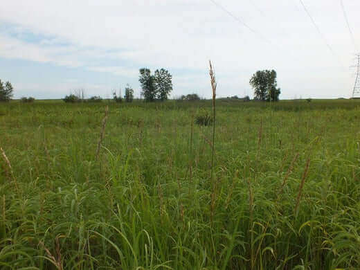 Field of tall green grass with bald spots and distant trees under overcast sky