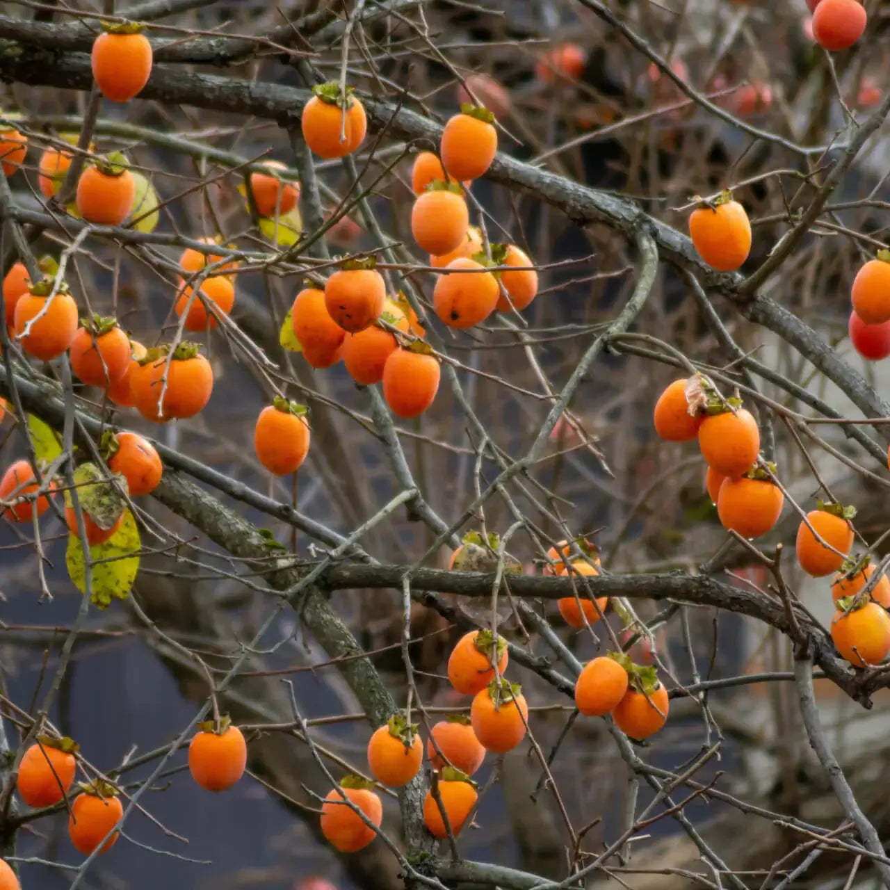 Clusters of ripe orange persimmons on bare tree branches