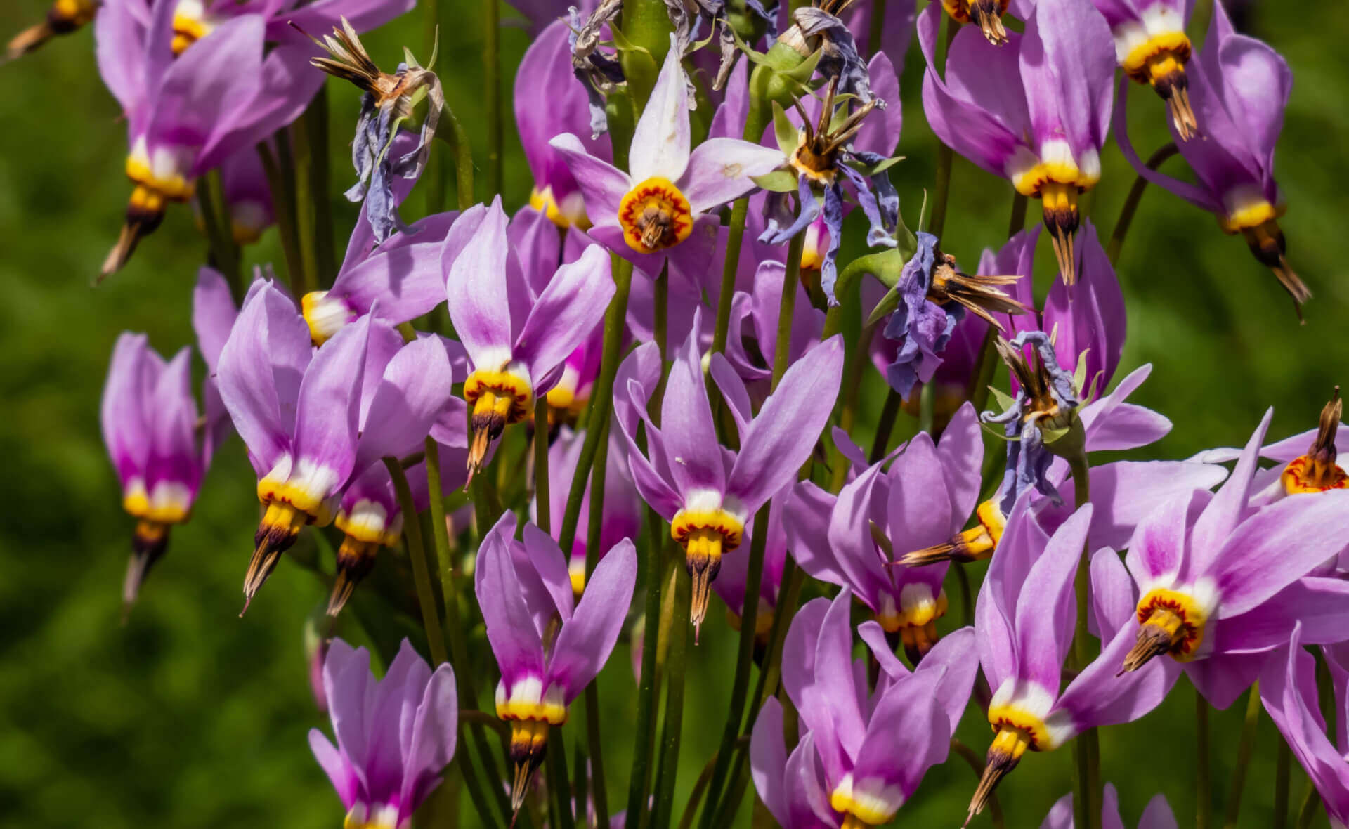 Delicate purple wildflower cluster with yellow centers on green stems