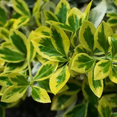 Variegated Wintercreeper Euonymus shrub with green yellow serrated leaves
