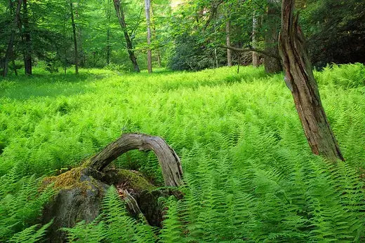 Weathered moss-covered tree stump amid vibrant ferns for landscaping