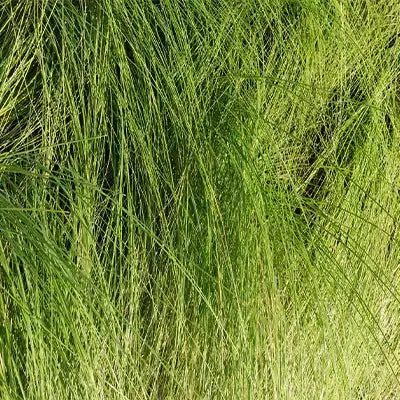 Lush green Carex pensylvanica grass with feathery blades swaying in breeze