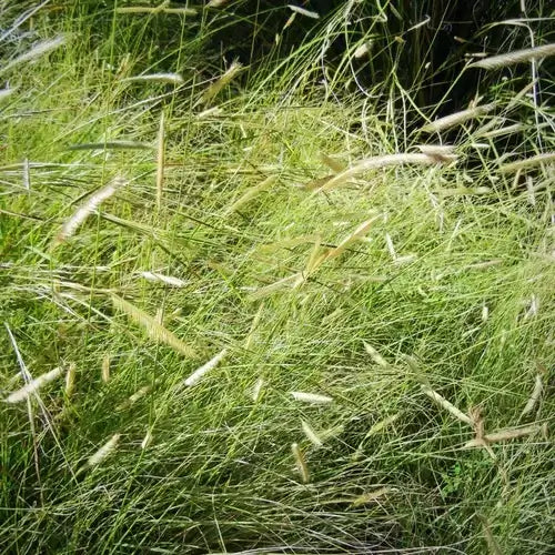 Blue gama grass field with tall green blades and feathery beige seed heads swaying.