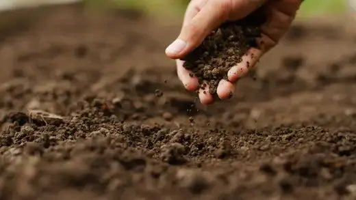 Hand holding rich dark brown soil to improve soil quality