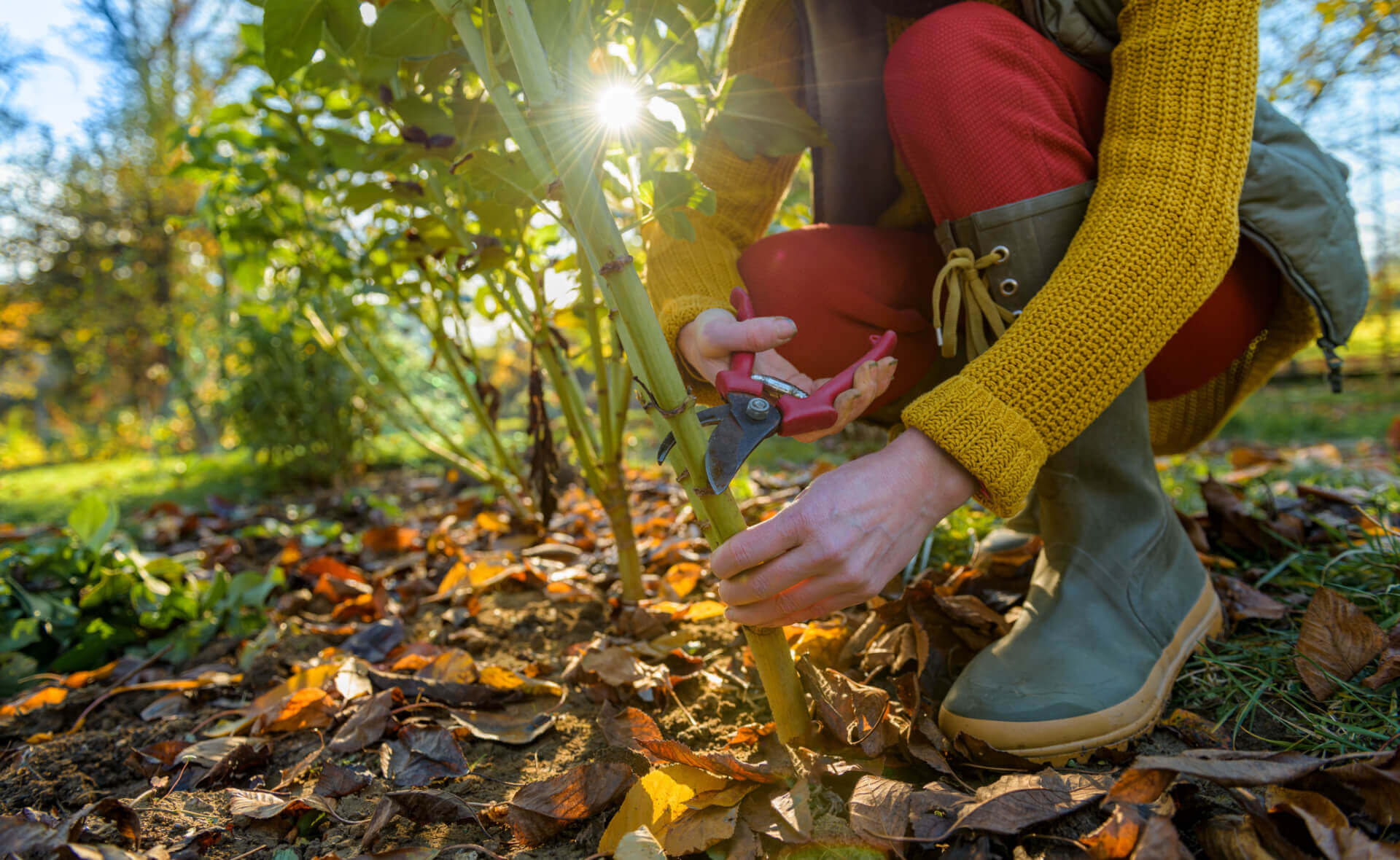 Pink-handled pruning shears with metallic blades for fall planting