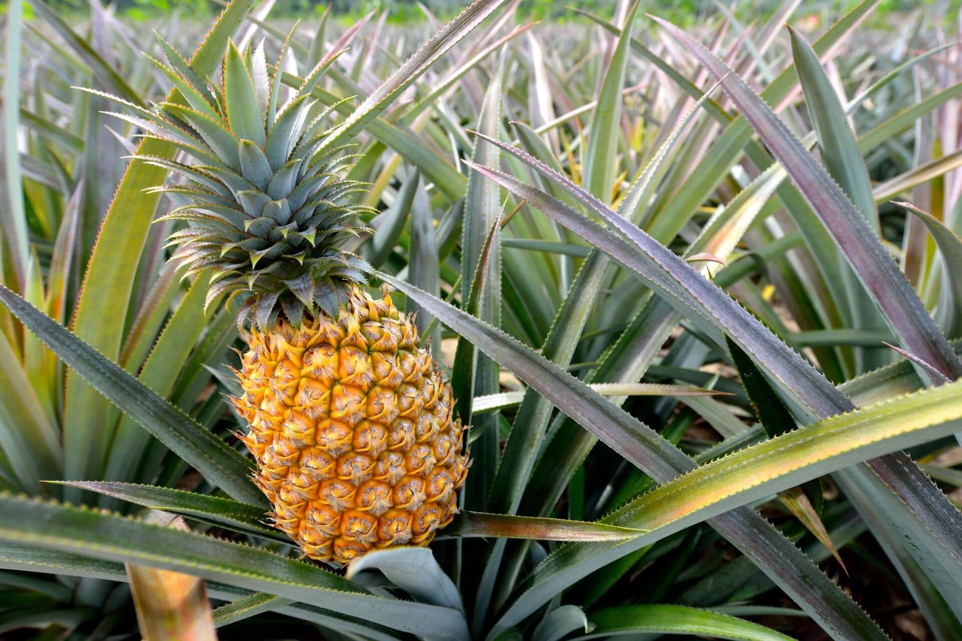 Pineapple Plants: A Tropical Gem for Your Garden Delight  TN Nursery