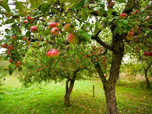 Lush apple tree with ripe red and green apples on verdant grass