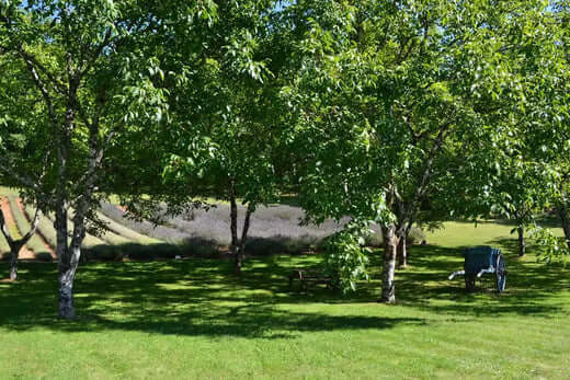 Dark blue horse grazing in sunlit green field under fall foliage trees
