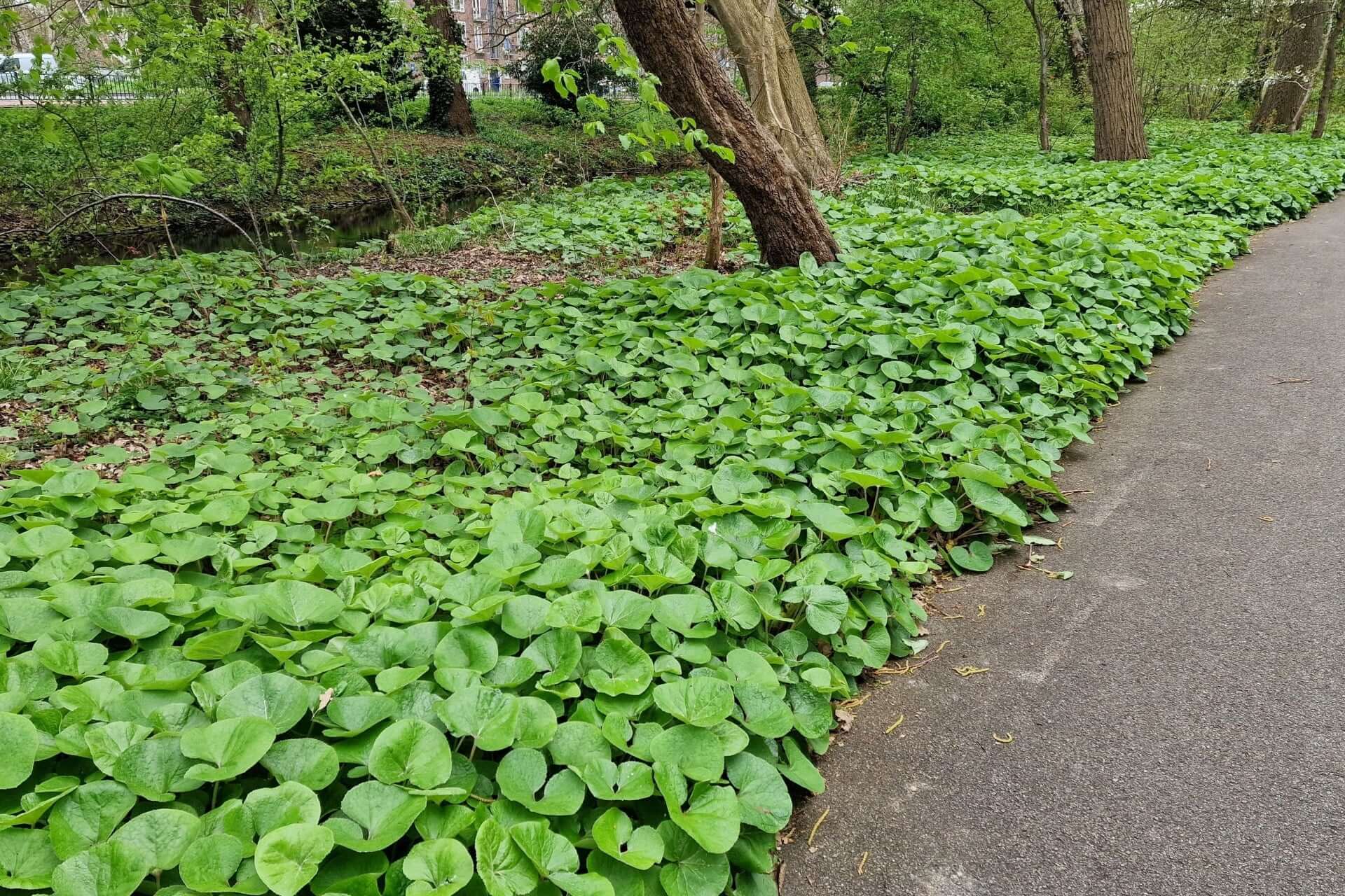 Vibrant wild ginger with heart-shaped leaves along park path