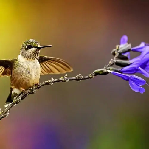 Small iridescent green hummingbird perches by purple flowers attracting birds