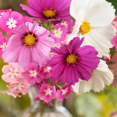 Vibrant pink, magenta and white cosmos bouquet with yellow centers