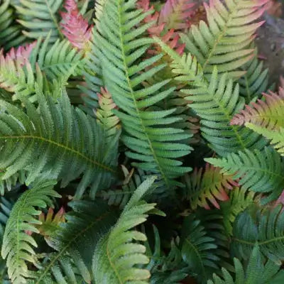 Native green and reddish-brown fern fronds for best garden growth