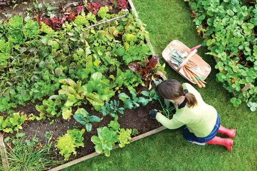 Child in yellow sweater kneels by Virginia Creeper garden bed