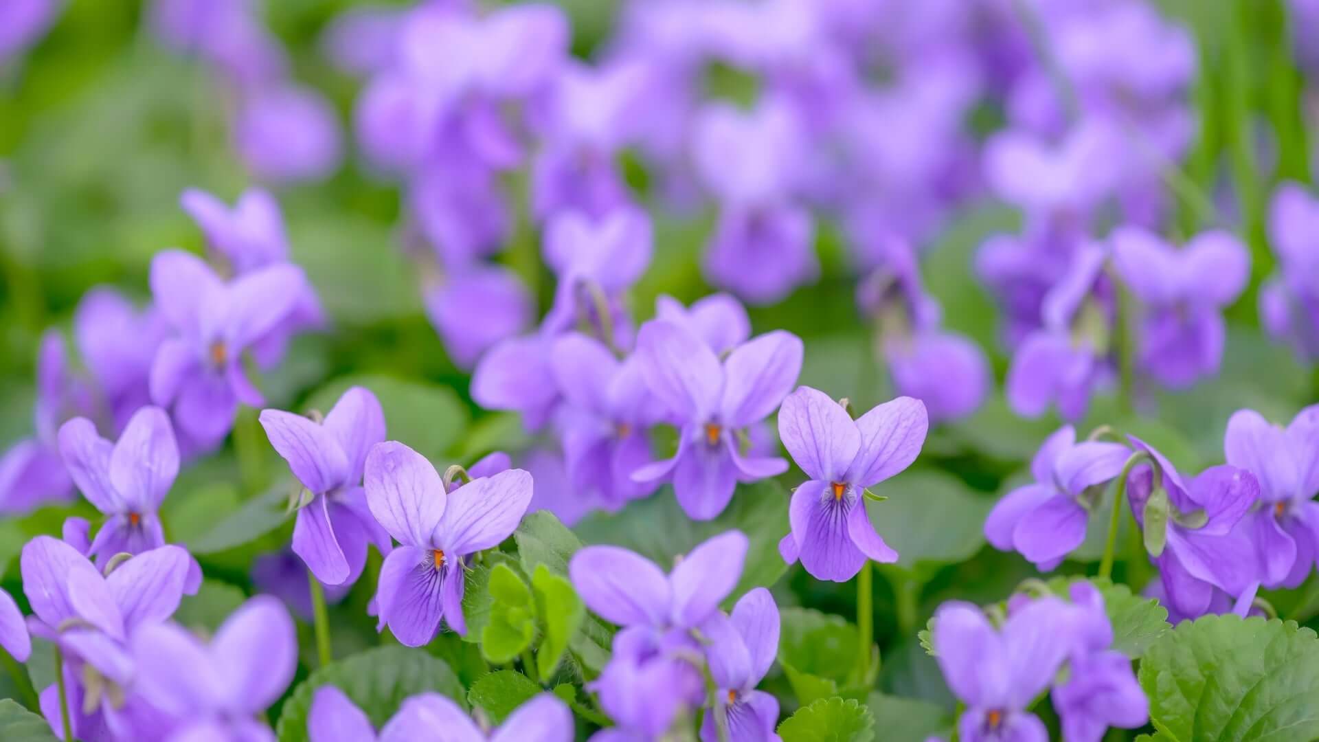 Sweet violet field with delicate purple petals and vibrant green leaves