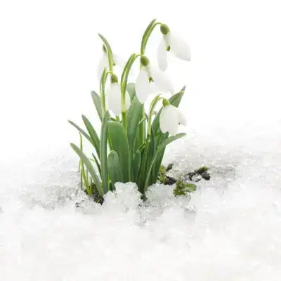 Snowdrop flowers emerging through snow, ideal for cold climates