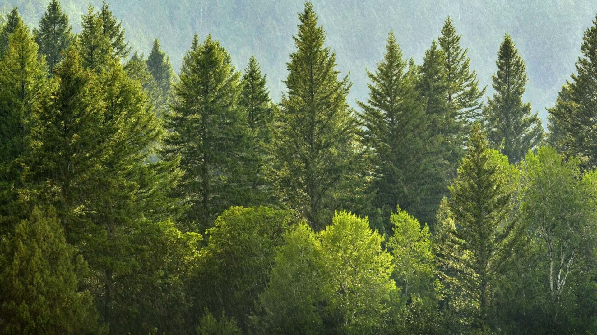 Dense green coniferous pine trees with misty mountain backdrop