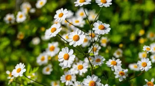 Delicate white daisies with yellow centers in lush green field, perennial plants