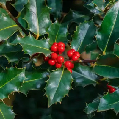 Foster holly trees bright red berries on glossy spiky green leaves