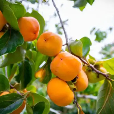 Cluster of ripe orange persimmons on tree branch with green leaves