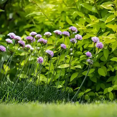 Delicate purple and white scabiosa shade perennials in lush green foliage