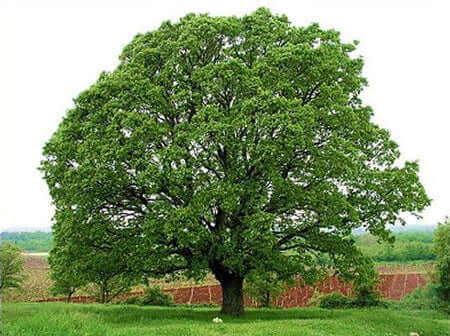 Majestic towering oak tree with thick trunk in grassy field