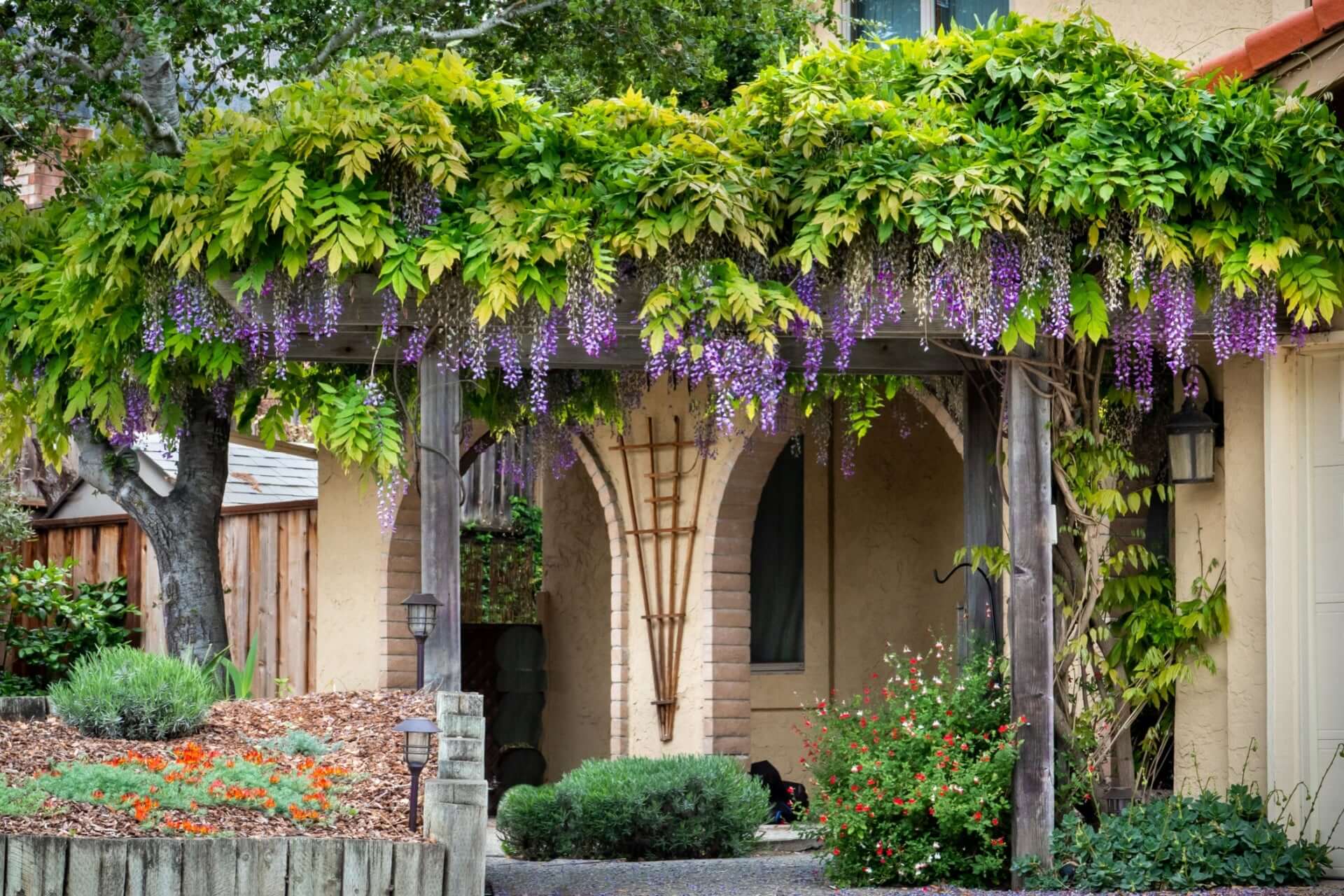 Lush purple wall-climbing wisteria vines cascading over wooden arbor