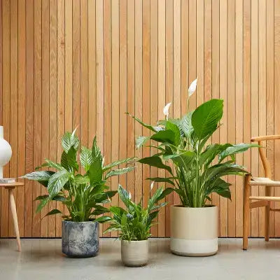 Three peace lilies in gray, beige, cream pots for holiday office decor