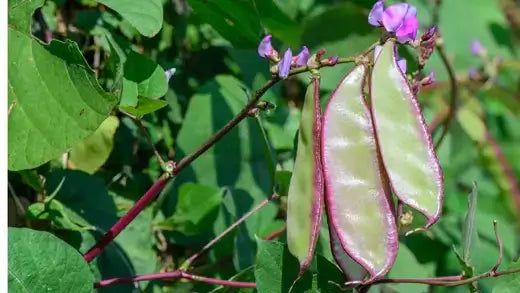 Moon seed vine with purple and green bean pods among lush foliage