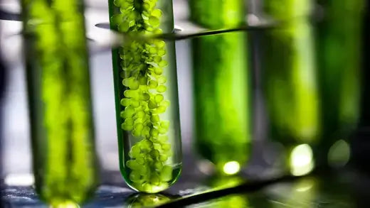 Green algae in glass test tubes on lab rack for algae vs moss article