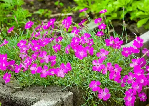 Vibrant pink carnations with ruffled petals for low maintenance gardens