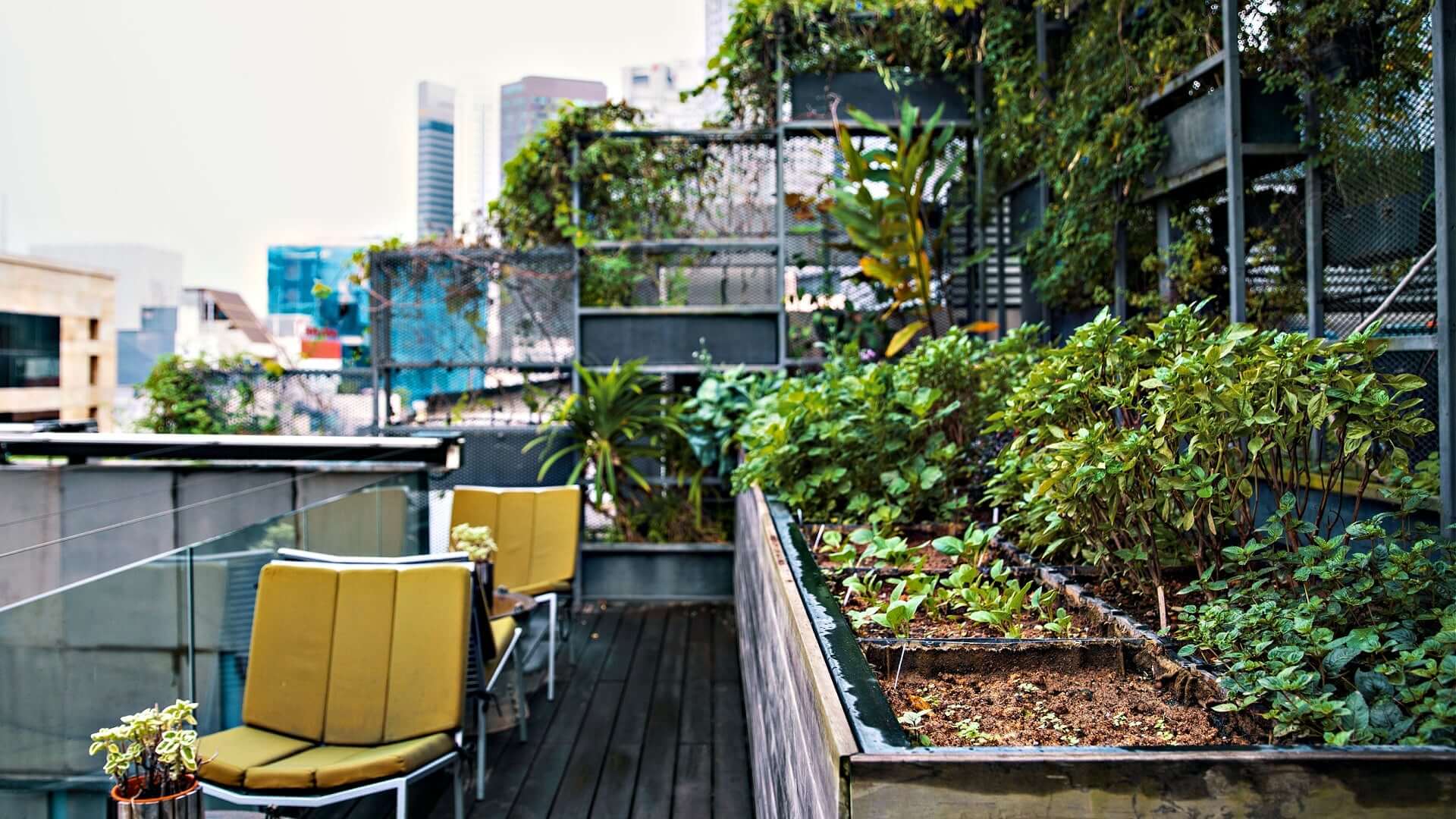 Yellow cushioned lounge chairs on wooden rooftop deck for urban gardening