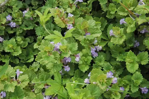 Creeping Charlie dense green rounded leaves with tiny purple flowers