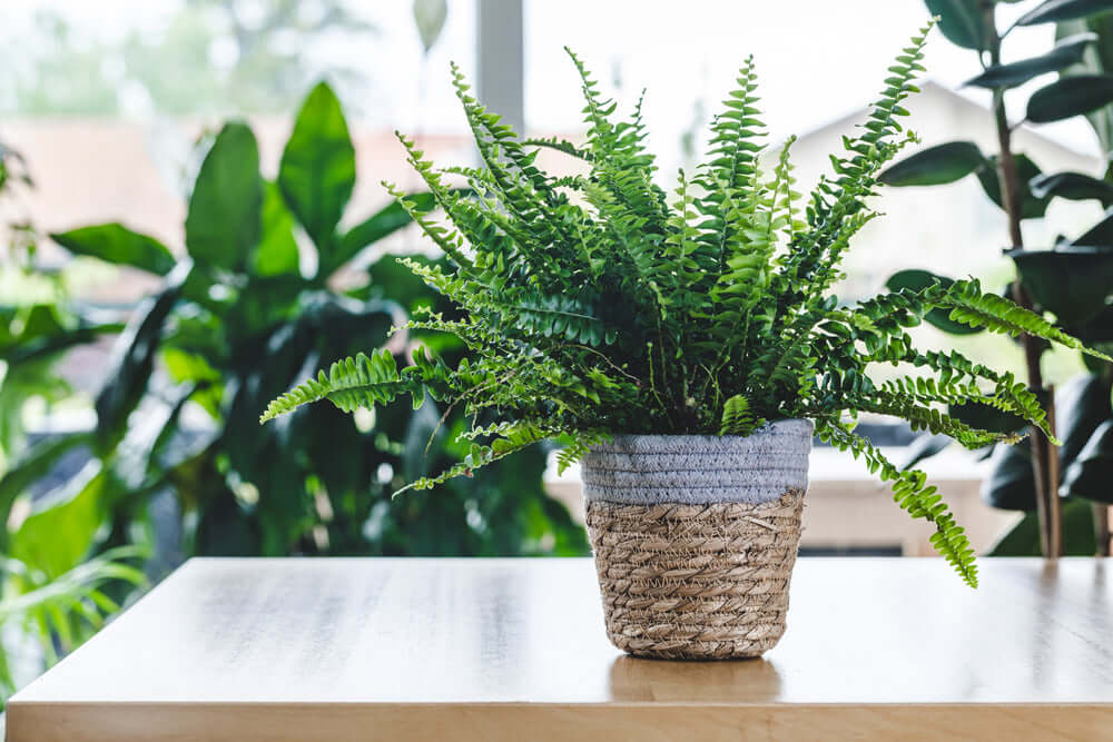 Lush green fern in gray woven basket, easy indoor variety